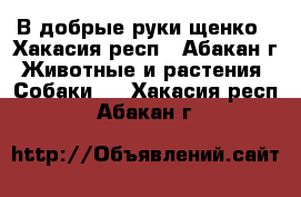 В добрые руки щенко - Хакасия респ., Абакан г. Животные и растения » Собаки   . Хакасия респ.,Абакан г.